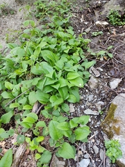 Symphytum grandiflorum