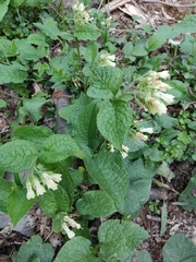 Symphytum grandiflorum