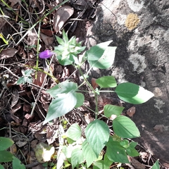 Dicliptera clinopodia