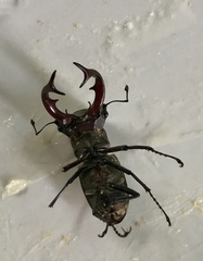 Lucanus elaphus