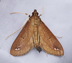 Diaphania fumosalis