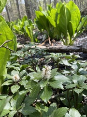 Pachysandra terminalis