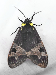 Dysschema panamensis