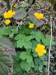 Ranunculus constantinopolitanus