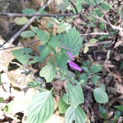 Dicliptera minor minor