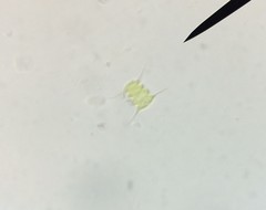 Scenedesmus