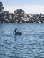 Pelecanus occidentalis