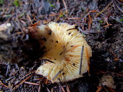 Rhodocollybia badiialba