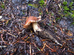 Rhodocollybia badiialba