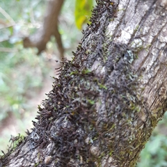 Macrocoma tenuis tenuis