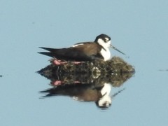 Himantopus mexicanus mexicanus