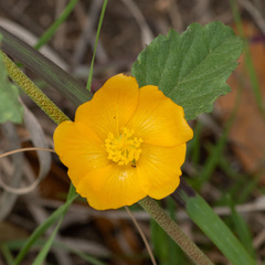 Malvastrum aurantiacum