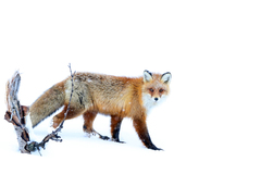 Vulpes vulpes vulpes