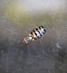 Pseudotephritina