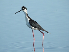 Himantopus mexicanus mexicanus