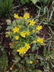 Ranunculus constantinopolitanus