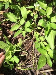 Allium geyeri tenerum