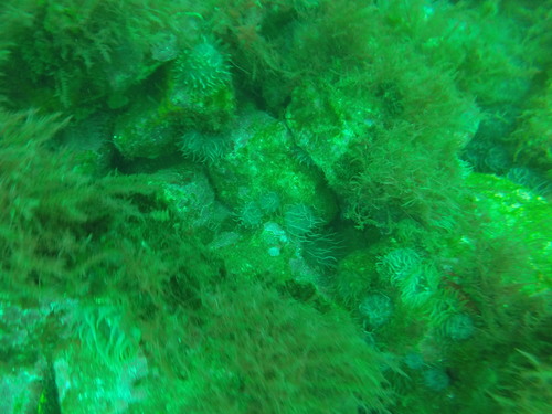 Aiptasia couchii