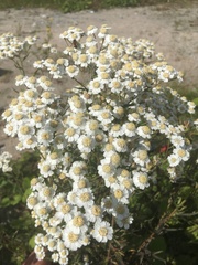 Achillea ptarmica