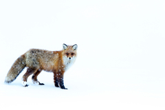 Vulpes vulpes vulpes