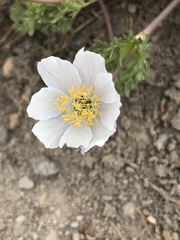 Anemone drummondii