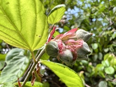 Rubus kawakamii