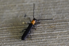 Oberea perspicillata