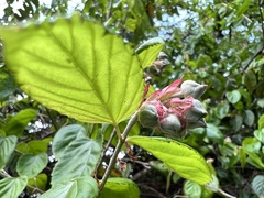 Rubus kawakamii