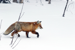 Vulpes vulpes vulpes