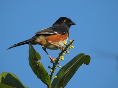 Pipilo erythrophthalmus alleni