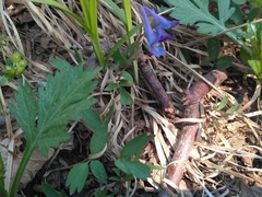 Corydalis turtschaninovii