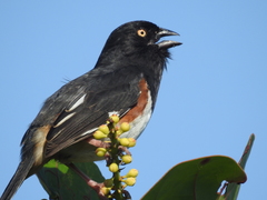 Pipilo erythrophthalmus alleni