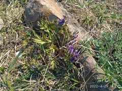 Corydalis turtschaninovii