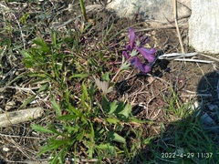 Corydalis turtschaninovii
