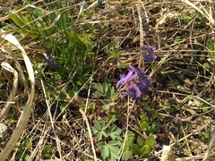Corydalis turtschaninovii
