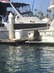 Zalophus californianus