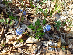 Corydalis fumariifolia