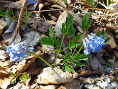 Corydalis fumariifolia