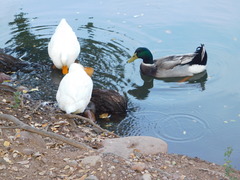 Anas platyrhynchos domesticus