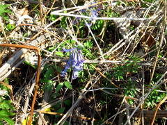 Corydalis turtschaninovii