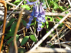 Corydalis turtschaninovii