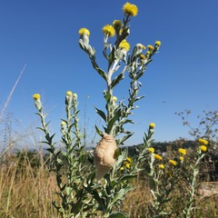 Tenodera superstitiosa