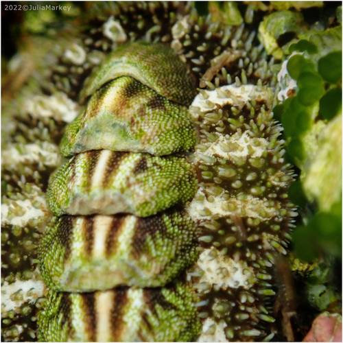 California Spiny Chiton