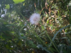 Magnoliopsida