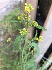 Sisymbrium officinale