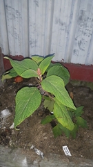 Salvia confertiflora