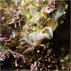 Ophiothrix spiculata