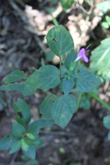 Dicliptera minor minor
