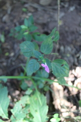 Dicliptera minor minor