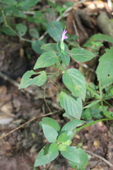 Dicliptera minor minor